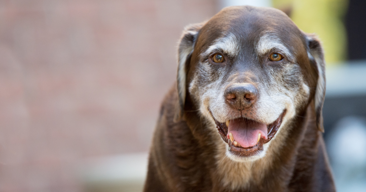 cushingov syndrom liecba